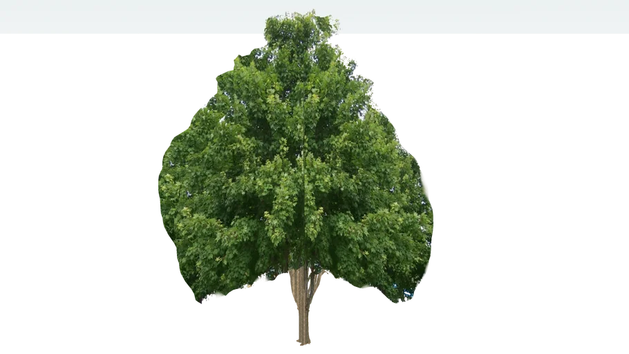 3d maple tree