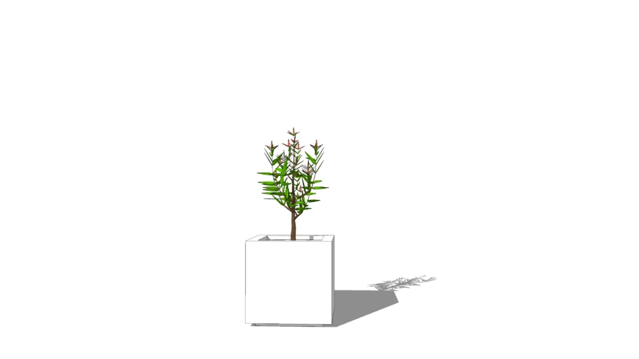 Outdoor Plant