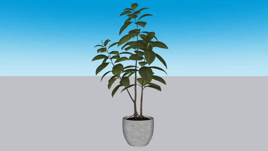 planta maceta