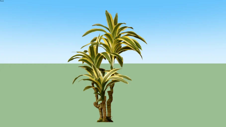 Dracaena Kuning