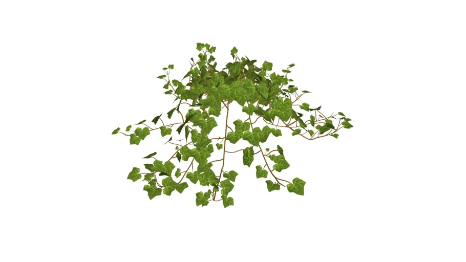 Plantes - Ivy