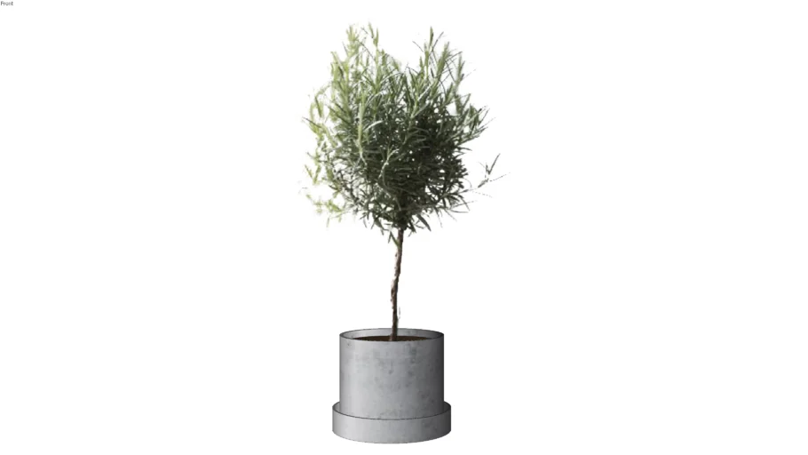 Olive Tree in Pot