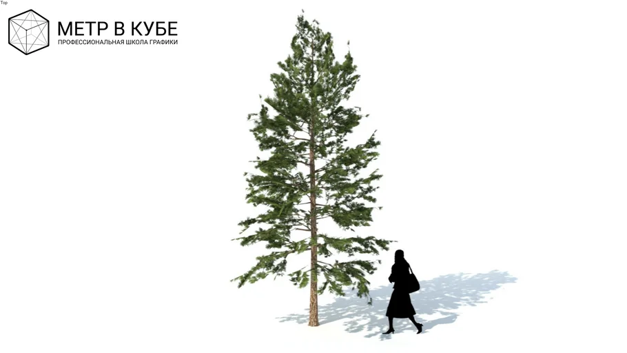 Low poly 3d conifer tree (052)