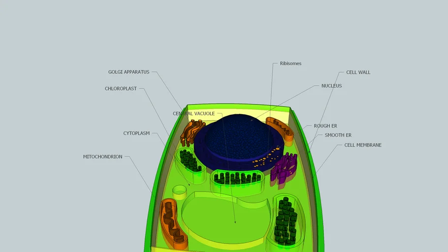 Plant cell | 3D Warehouse