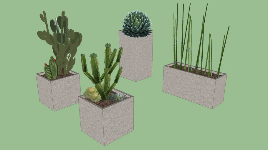 Masetones con cactus