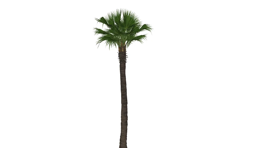 palma washingtonia