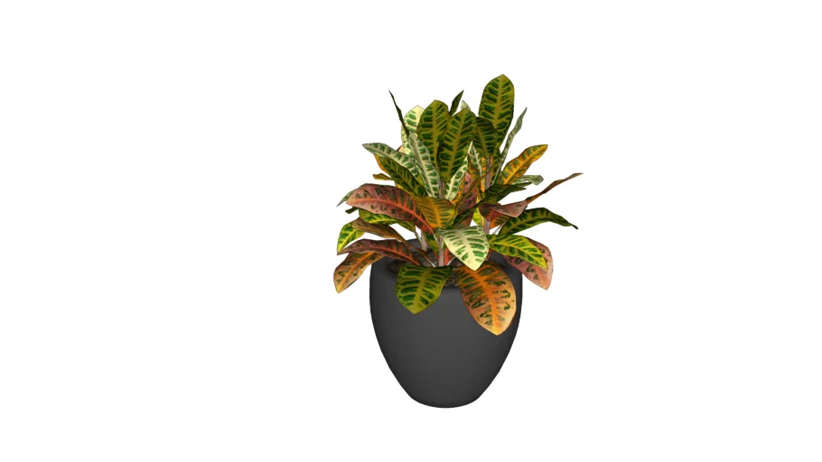 Planta Croton 03