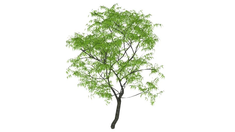 arbre 3D / Tree 3D