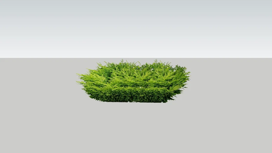Lime Glow Juniper