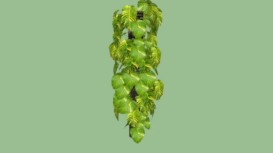 money plant