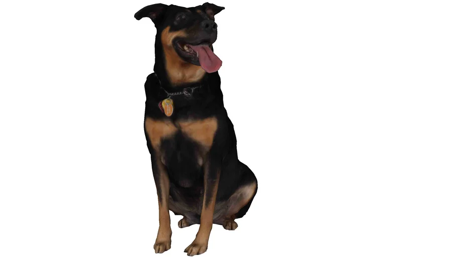 Perro rottweiler