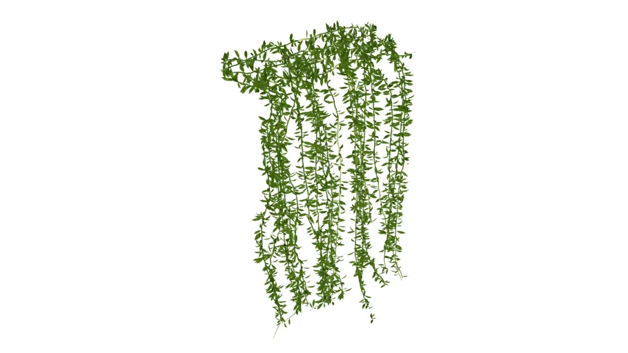Dây leo - cúc tần