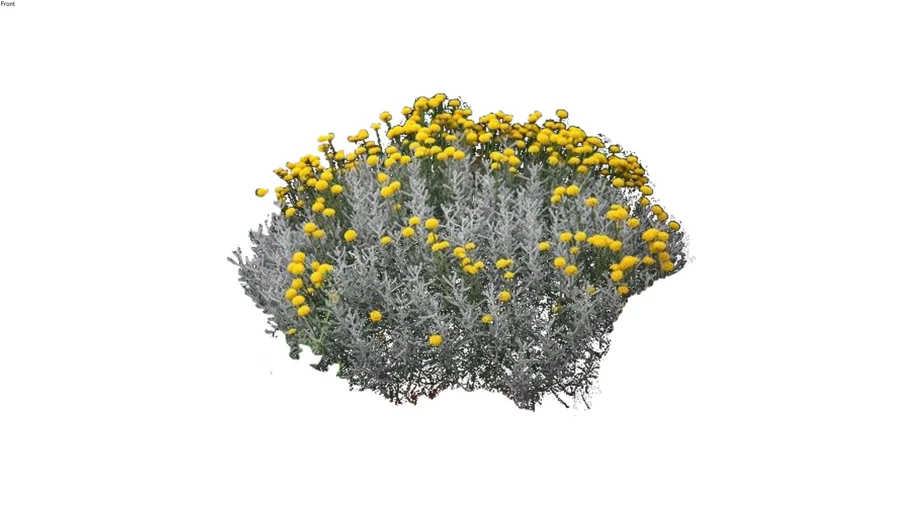 santolina chamaecyparissus in flower 2D follow me