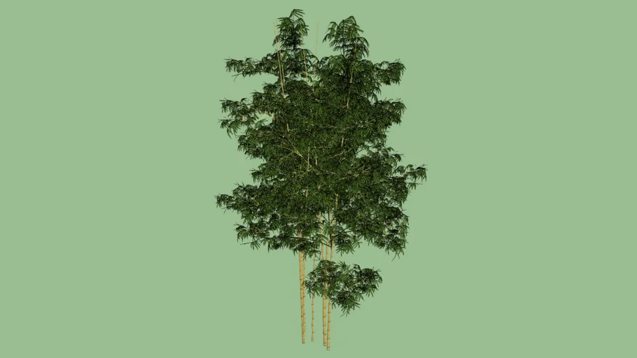 Pohon Bambu
