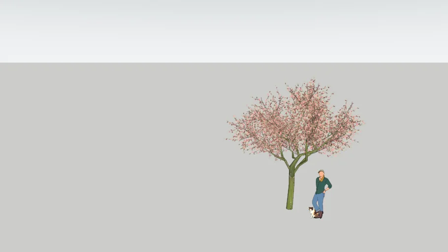 Cherry Blossom Tree