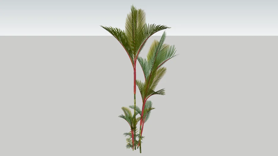 PALMEIRA LACA VERMELHA