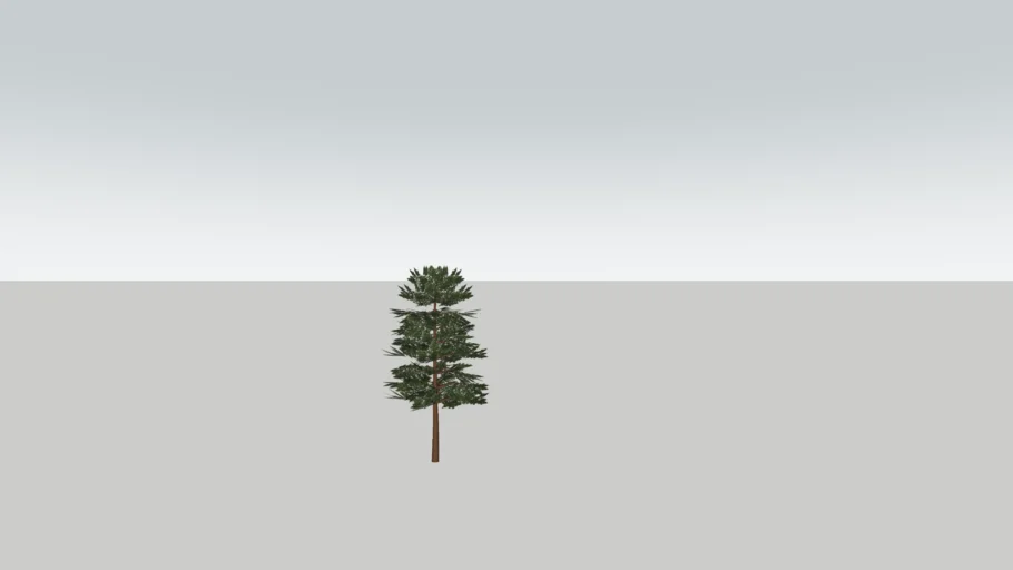 Tahoe Pine 1