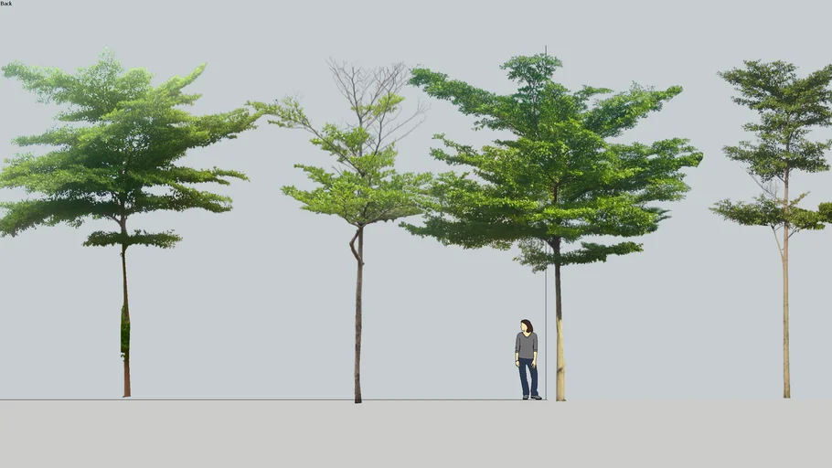 TERMINALIA MANTALY_KETAPANG KENCANA 1