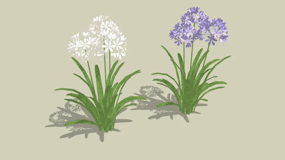 AGAPANTO AGAPANTHUS BRANCO E AZUL