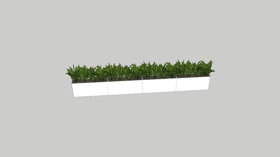 planta
