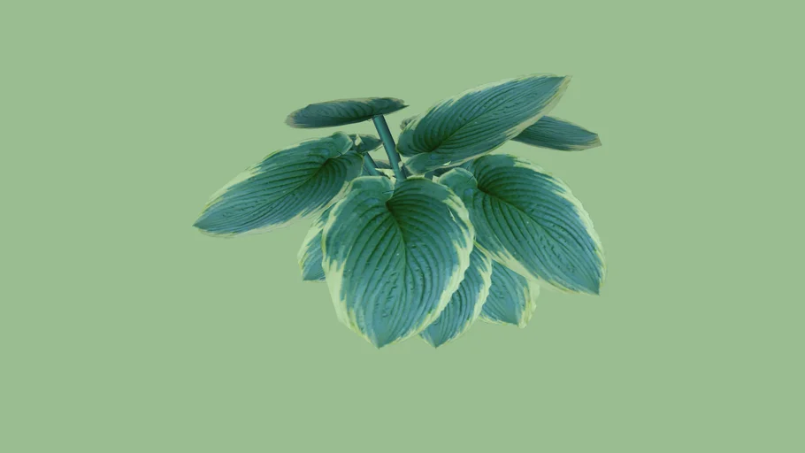 Hosta 'Abiqua Elephant Ears'