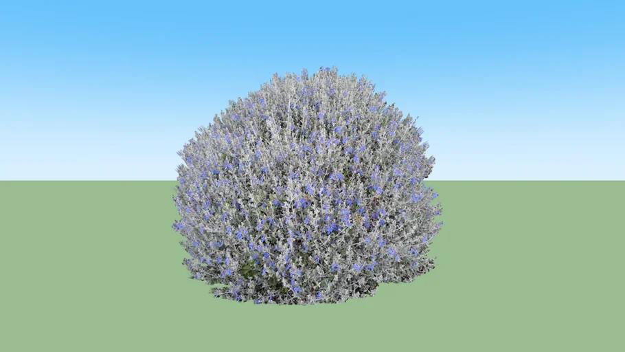 Teucrium fruticans