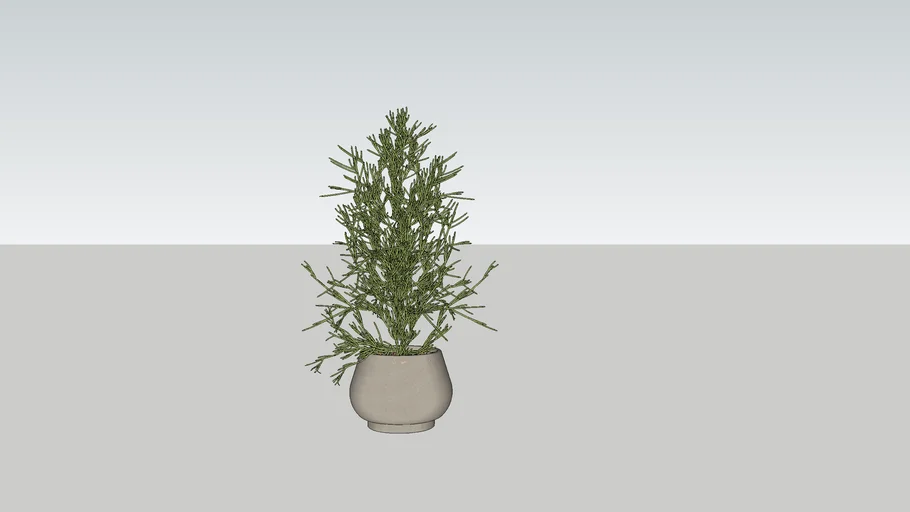Indoor plant