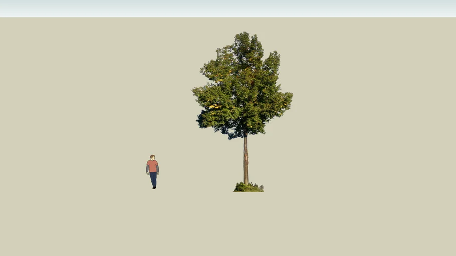 giant tree
