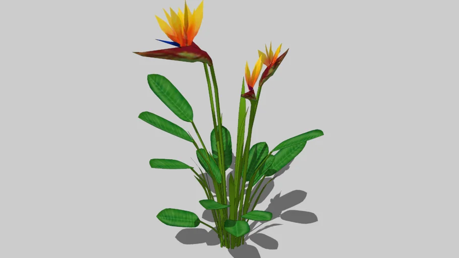 Bird of Paradise