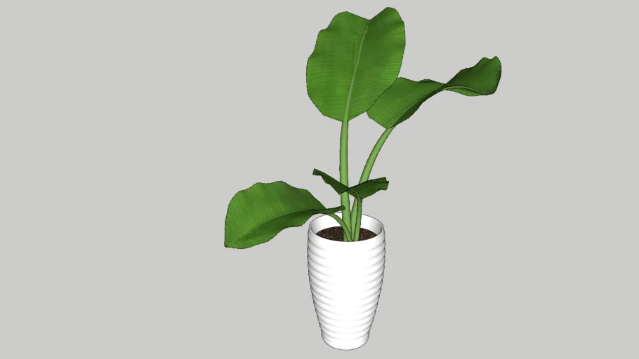 pot and plant