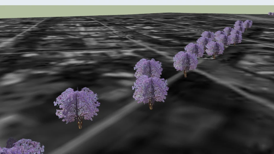 Jacarandas de Diagonal 73