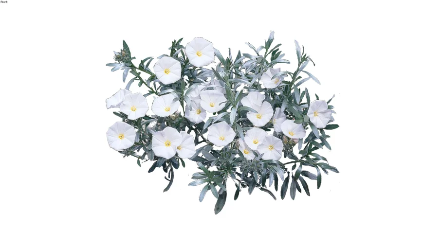 Convolvulus cneorum Silverbush