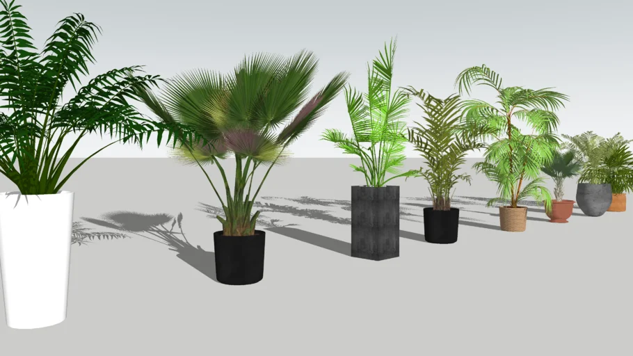 Plant in a pot