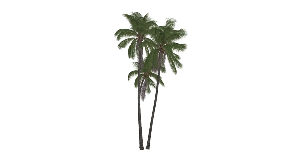 palmas