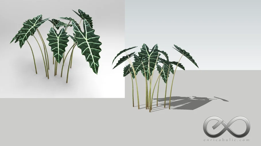Môn tím - Caladium hortulanum