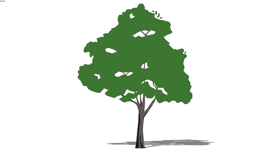 Tree_2D_Schematic_Oak