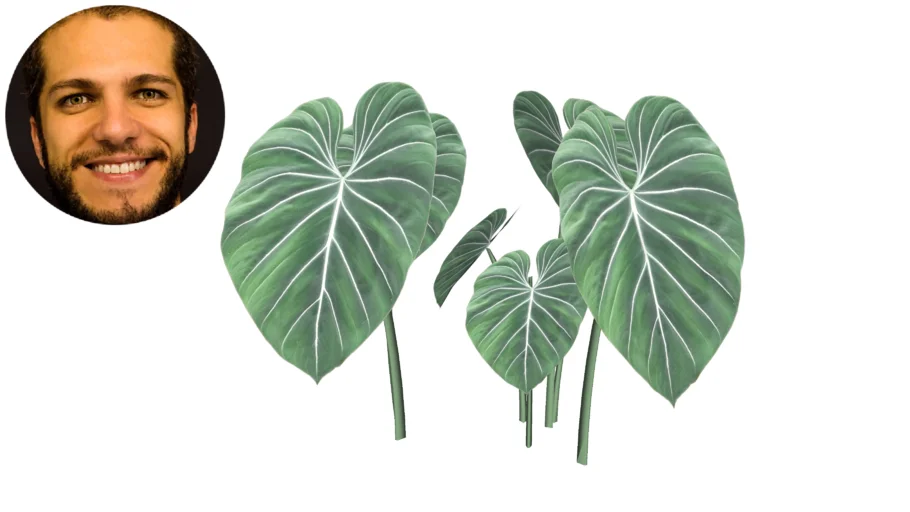 Philodendron Gloriosum Filodendro Glorioso Arum Cordatum