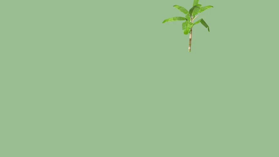 Pohon Pisang