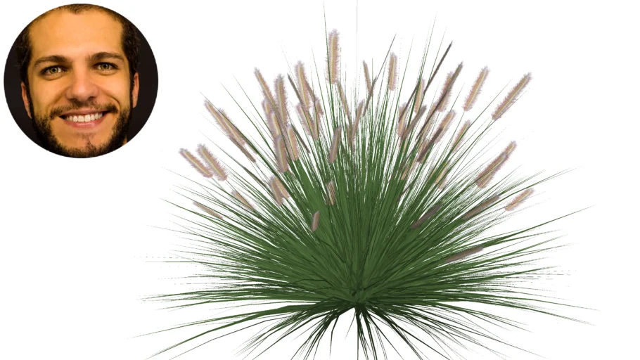 Capim do Texas Pennisetum setaceum Capim-chorão
