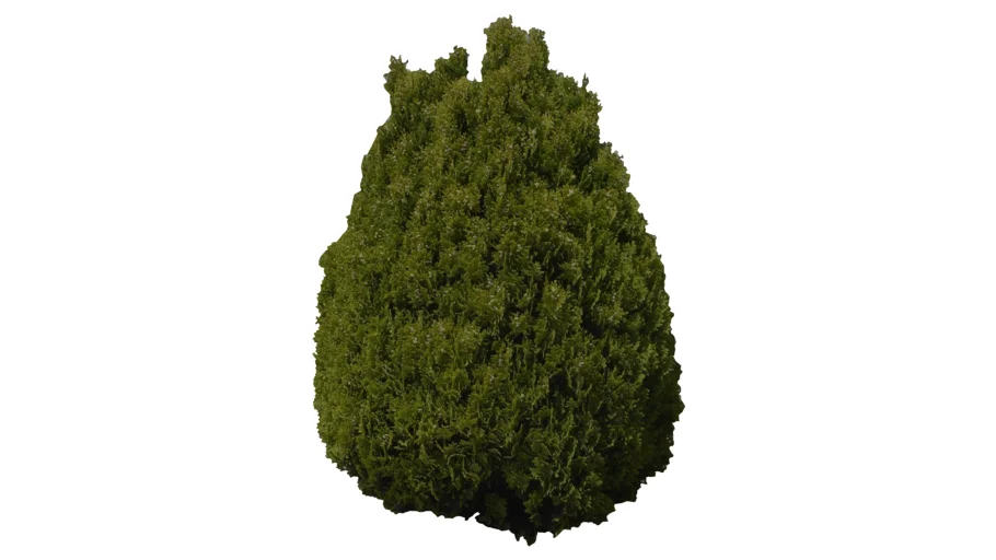 arbusto