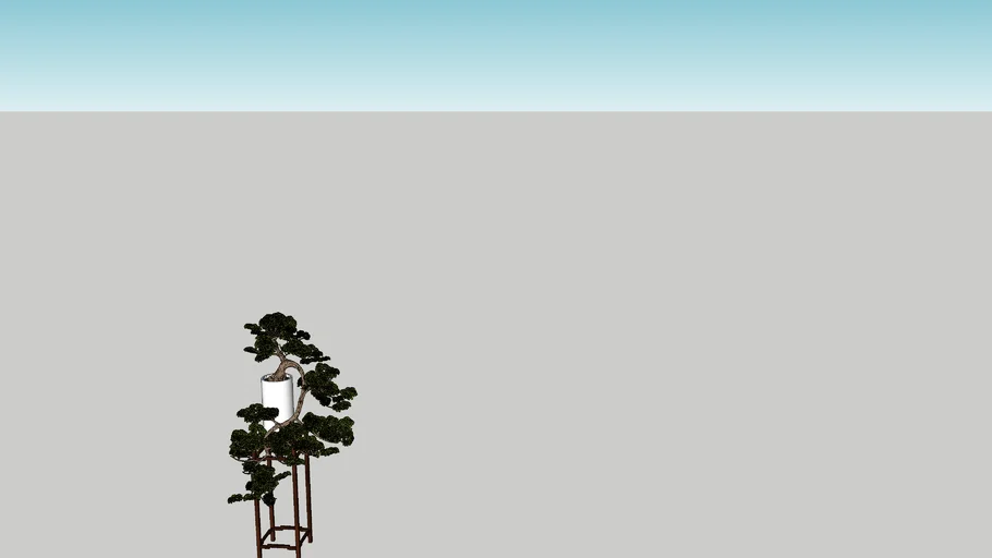 Pine tree in pot