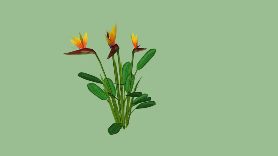 Strelitzia- bird of paradise flower / plant .