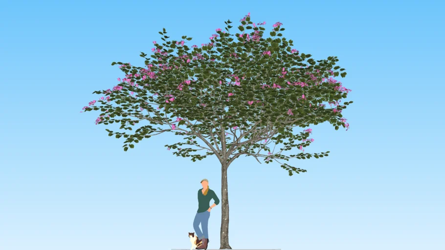 Bauhinia × Blakeana