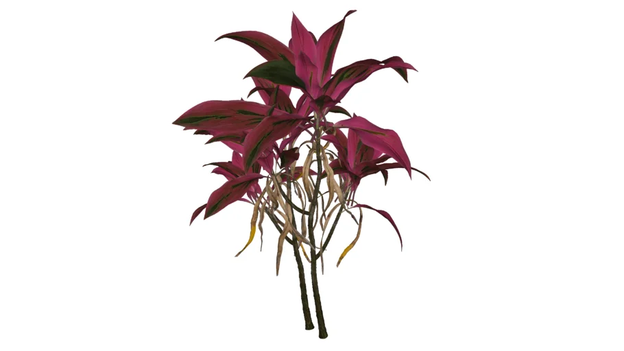 Paisagismo_Coqueiro-de-vênus_Cordyline_fruticosa_02