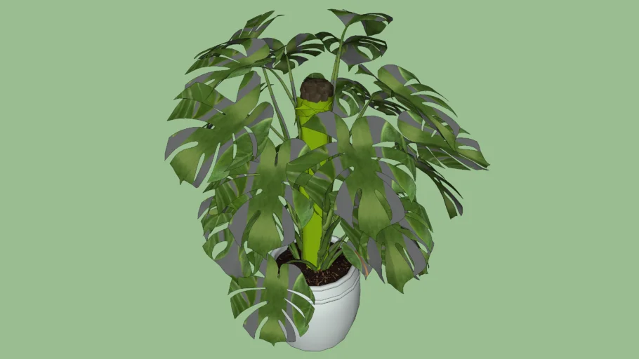 Indoor Plant