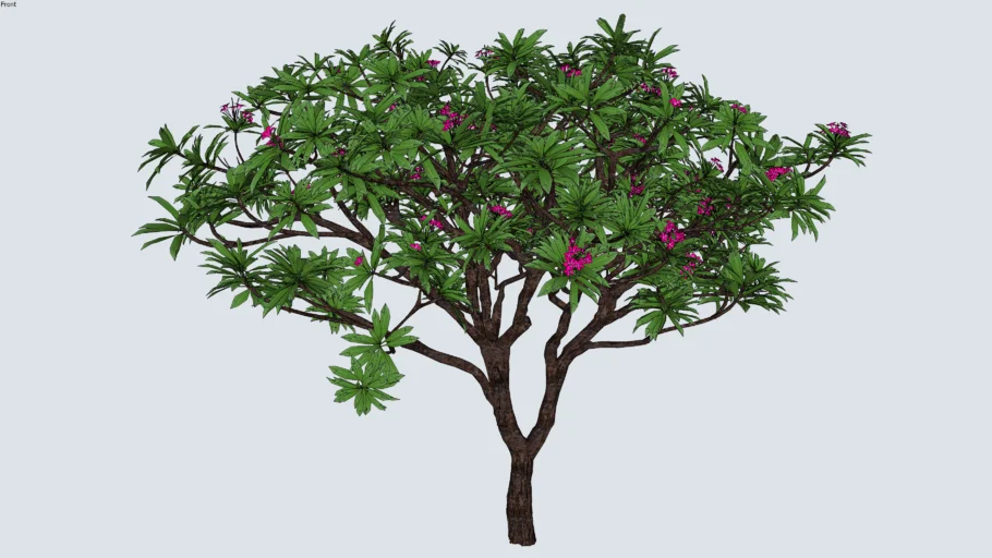 Árvore Jasmin Manga Rosa