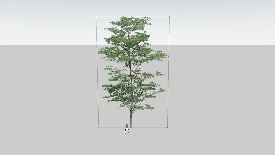 1.Tree | 3D Warehouse