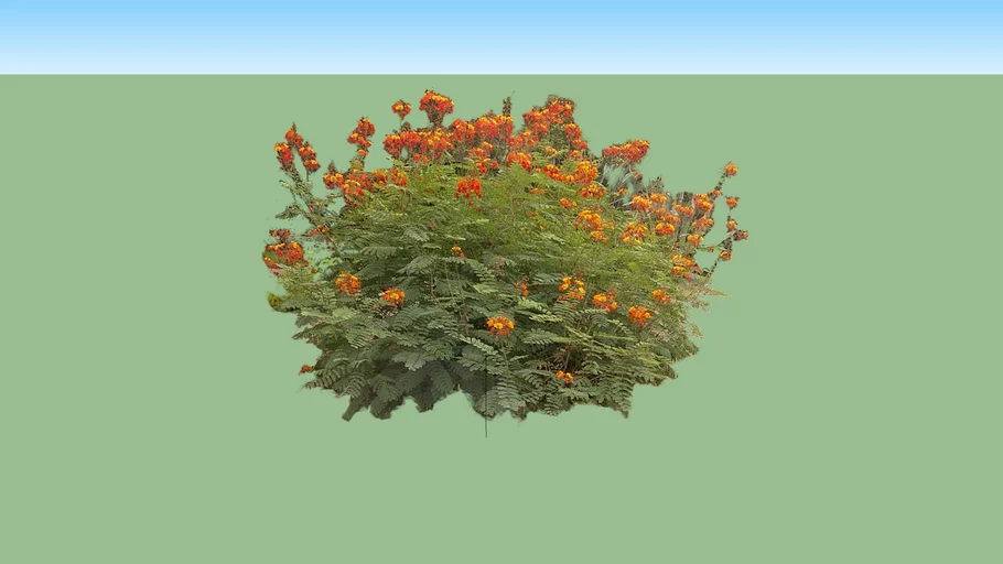 Caesalpinia Pulcherrima