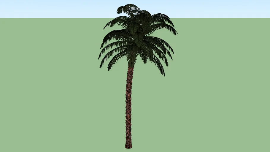 palmera