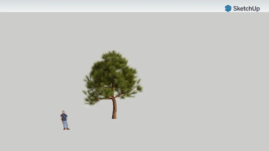 Pinus cembra